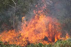 Gobierno de Bolivia decide declarar «emergencia nacional» por los incendios forestales