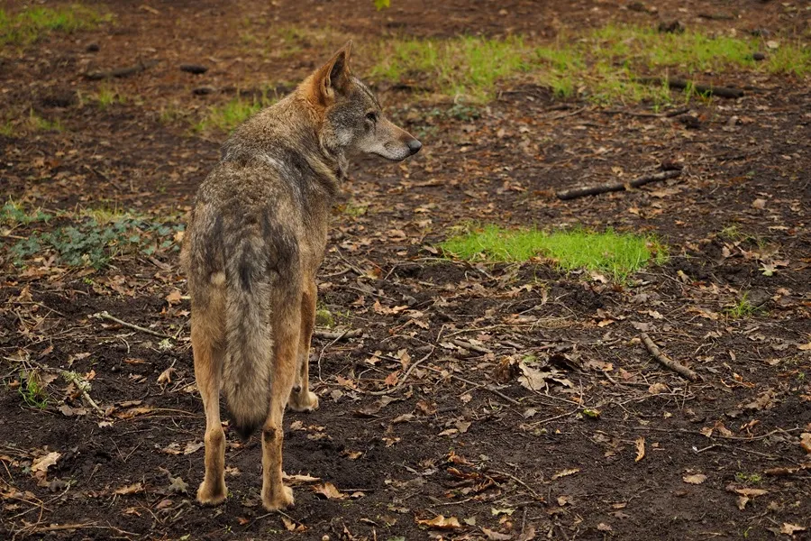 La UE rebaja la protección del lobo: España vota en contra