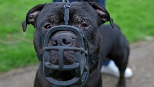 ¿Necesita tu perro 