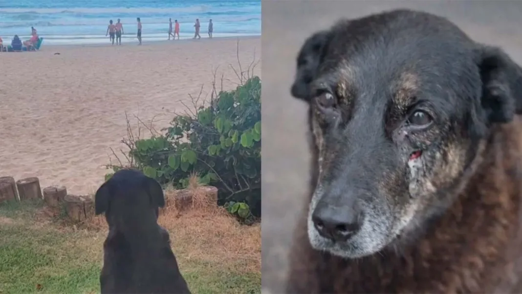 El caso Orelha unió a fuerzas políticas de Brasil tras el asesinato de un perro comunitario