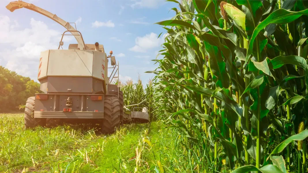 El seguro para el maíz forrajero creció hasta 70% en Galicia y el bovino aumentó 40%